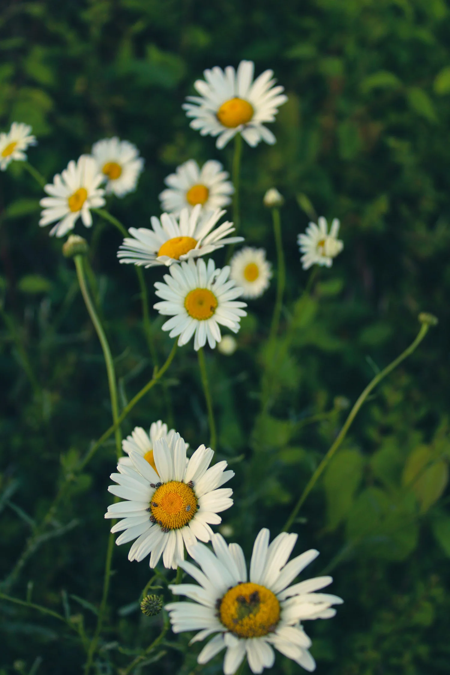 Wild daisies in a green meadow